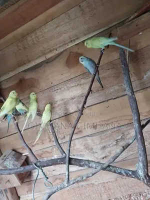 Love Birds