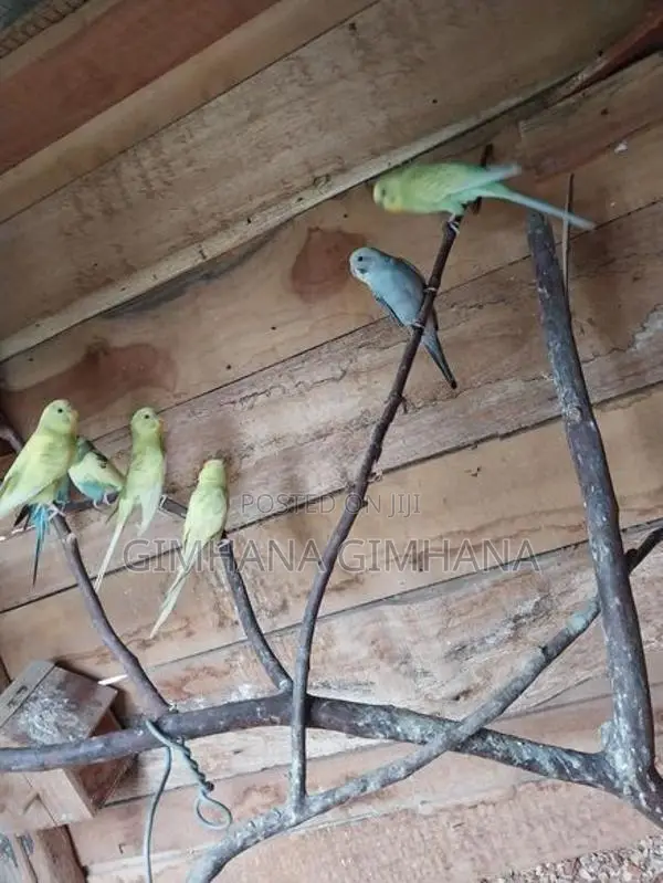Love Birds