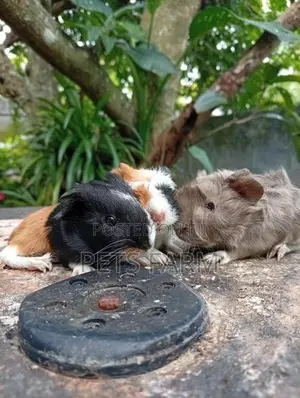 Gunia pigs