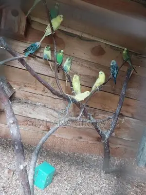 Love Birds