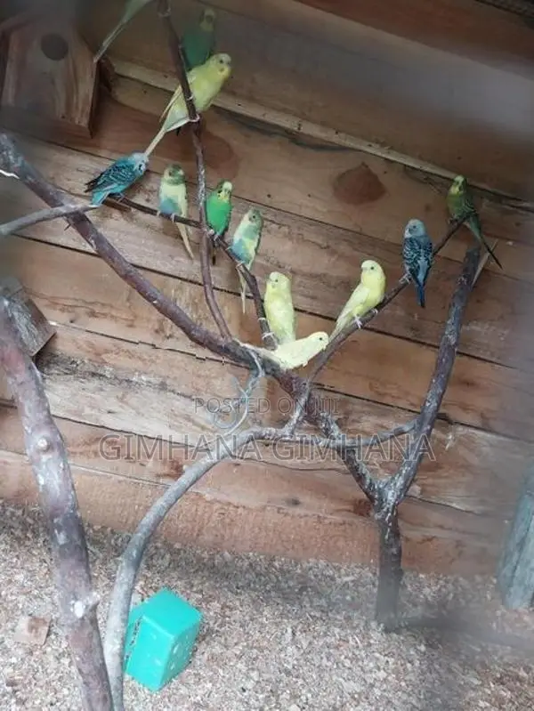 Love Birds