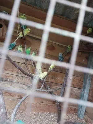 Love Birds
