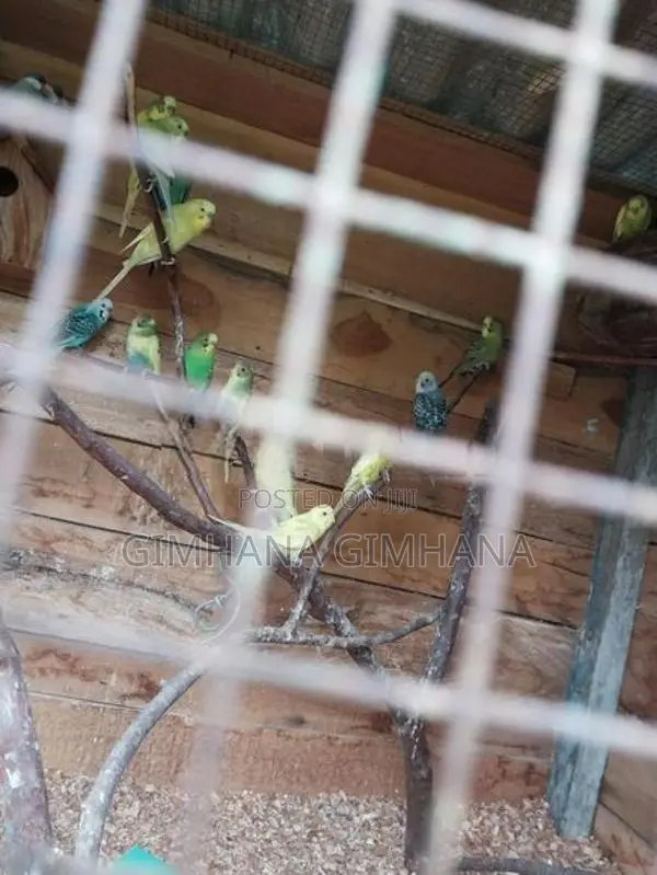 Love Birds