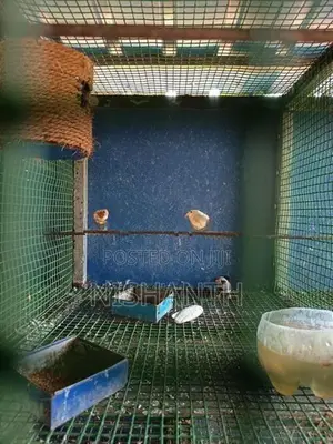 Finches