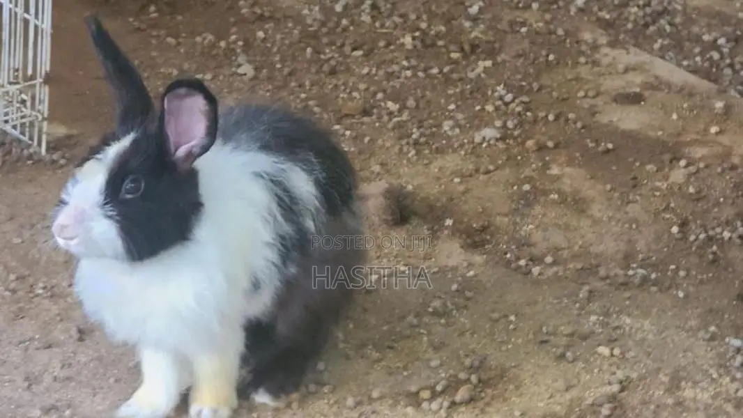 Angora Rabbit