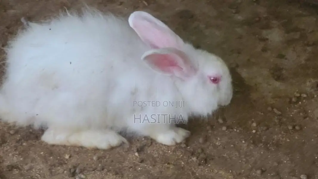 Angora Rabbit