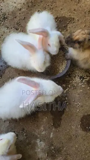 Angora Rabbit