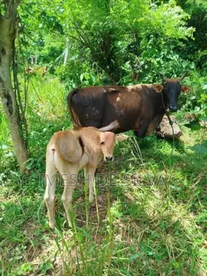 Farm Cow