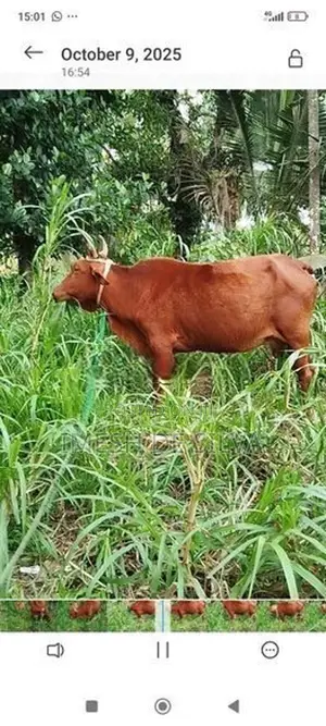 Farm Cow