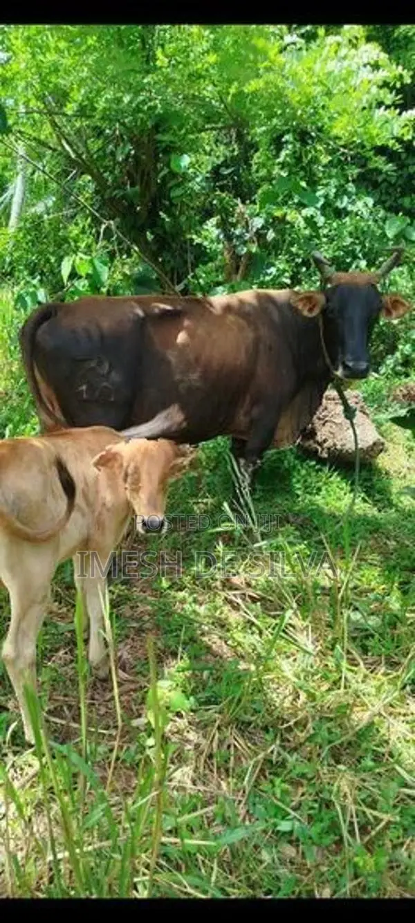 Farm Cow