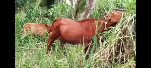 Farm Cow