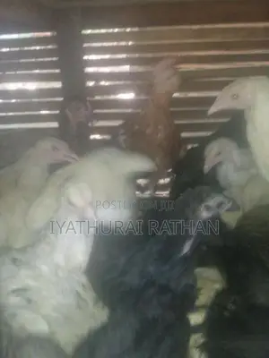 ஊர் கோழி