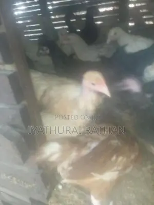 ஊர் கோழி