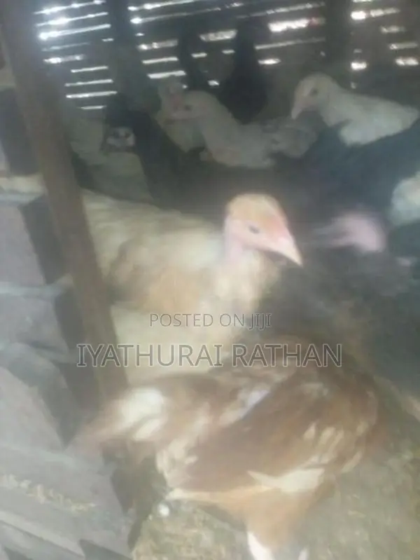 ஊர் கோழி