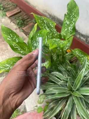 Apple iPhone 7 (Used)