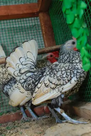 Serbright Chicks