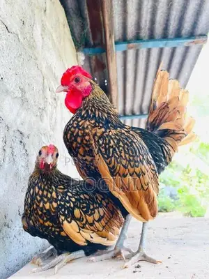 Serbright Chicks