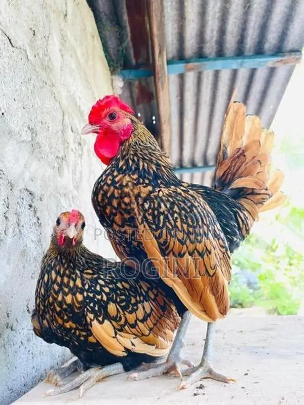 Serbright Chicks
