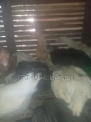 ஊர் கோழி