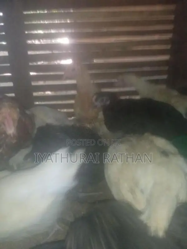 ஊர் கோழி