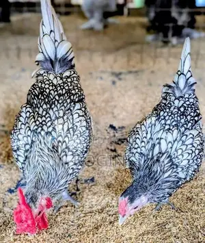 Serbright Chicks