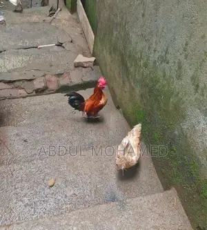 Bantam Chickens