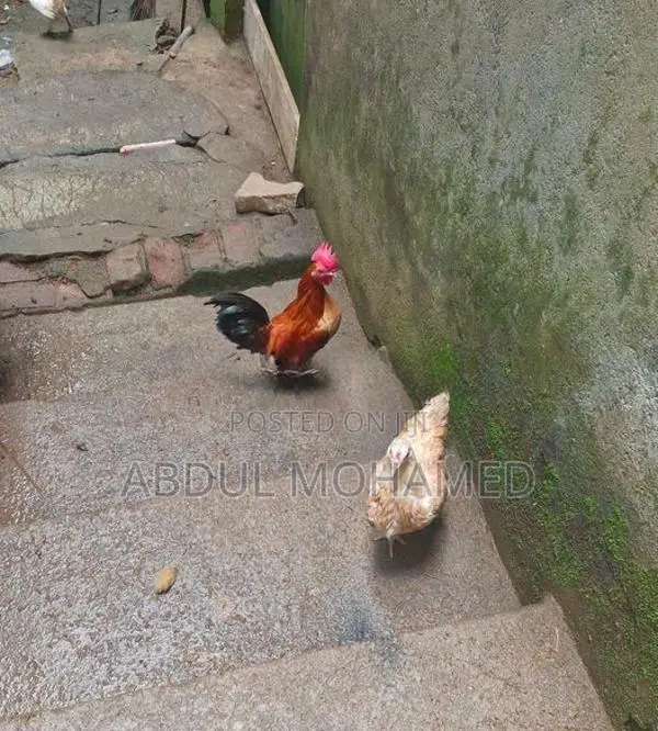 Bantam Chickens