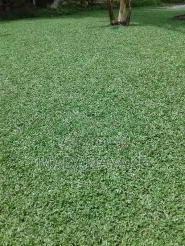 Malaysian Grass with Interlock Paving