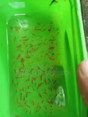 glow tetra fish
