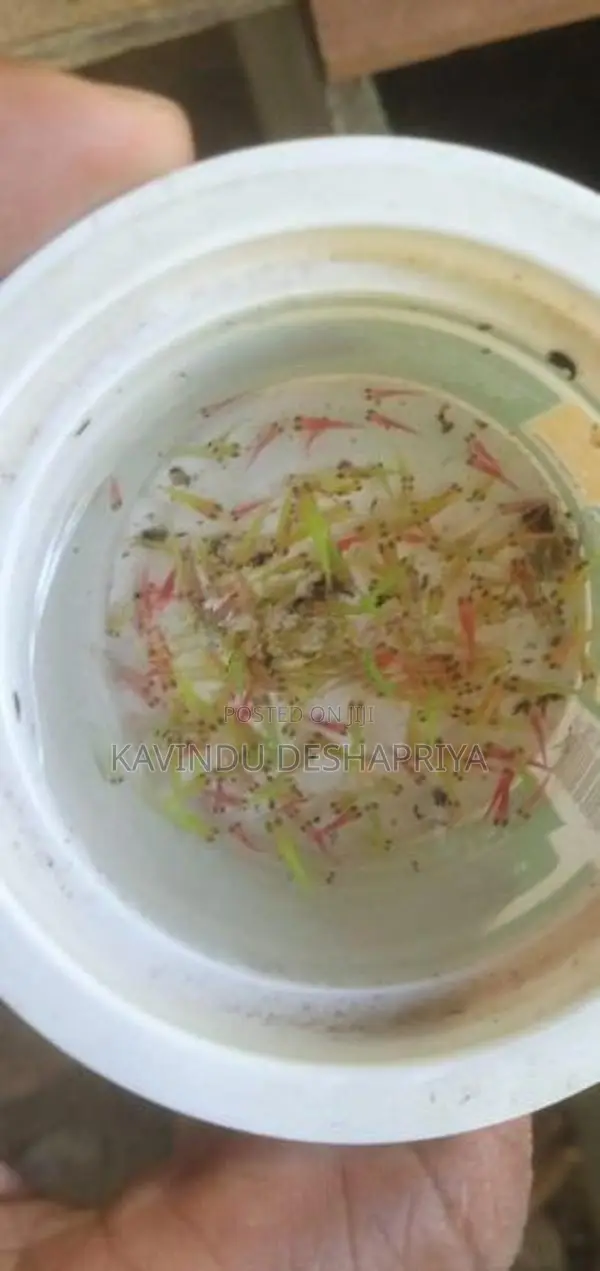glow tetra fish