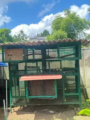 Birds Cage