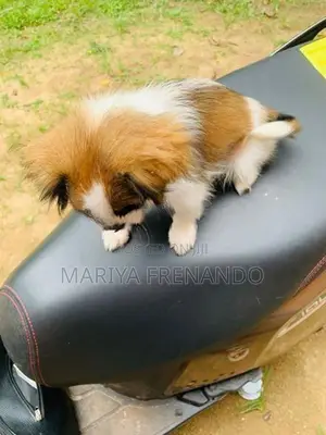 Teri mix puppy