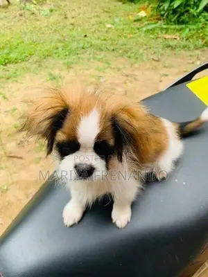 Teri mix puppy