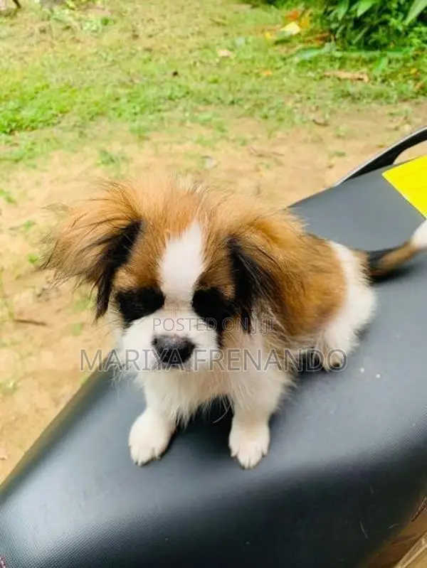 Teri mix puppy