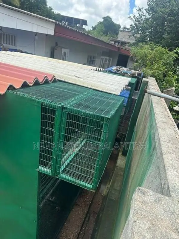 Birds Cage