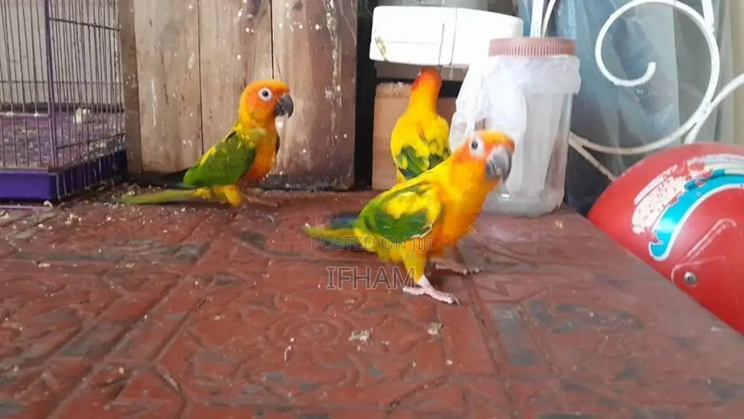 sunconure bird