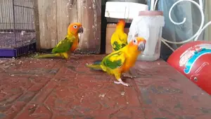 sunconure bird