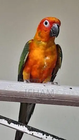 sunconure bird