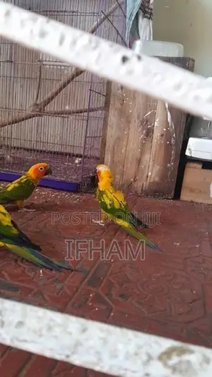 sunconure bird