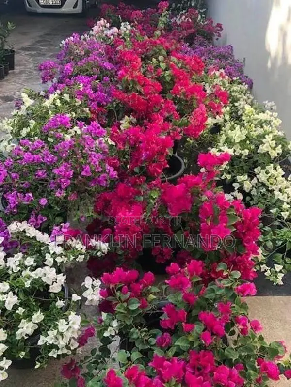 Bougenvillia Plants