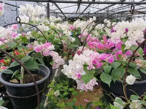Bougenvillia Plants