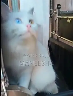 Persian Kitten
