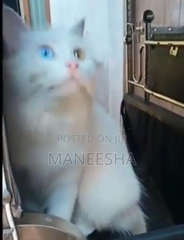Persian Kitten