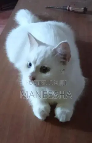 Persian Kitten