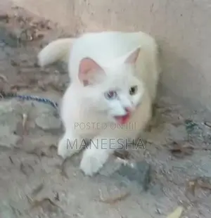 Persian Kitten