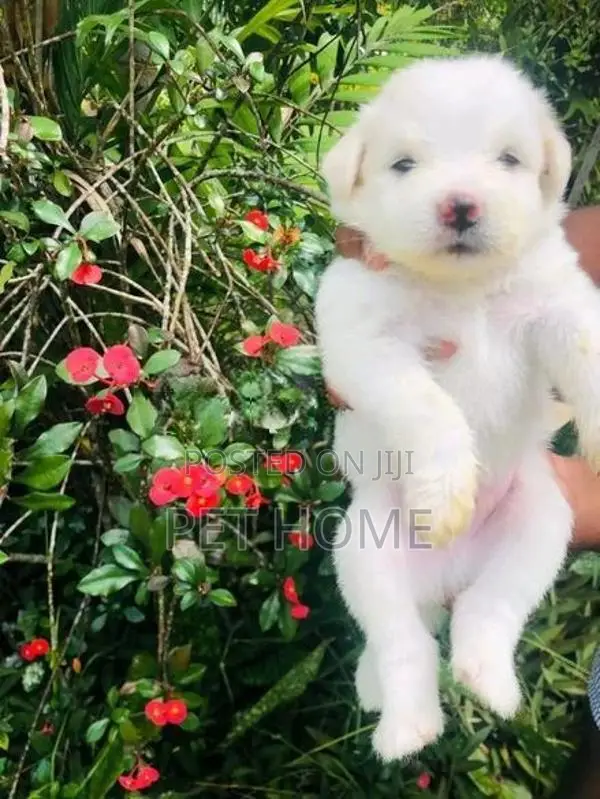 Pomaneriyan puppies