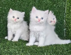 Persian Cat
