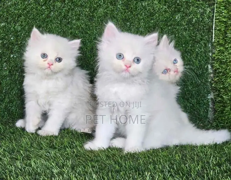 Persian Cat