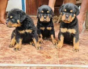 Rottweiler Puppy