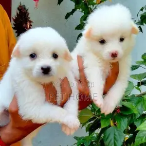 Pomaneriyan puppies